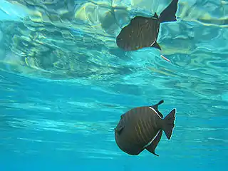 An Indian triggerfish and its total reflection in the water's surface.