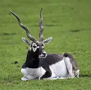 A male blackbuck in the Nilgiri Mountains