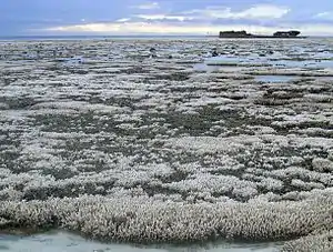 Image 17A major coral bleaching event took place on this part of the Great Barrier Reef (from Environmental threats to the Great Barrier Reef)