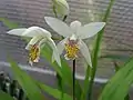 Bletilla striata var. alba
