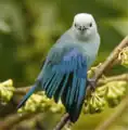 Asa Wright Nature Centre - Trinidad.