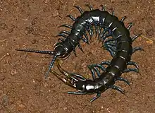 E. trignopodus