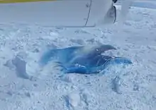 Blue iceberg in the Ilulissat Icefjord