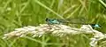 Bluetail damselfly, Ischnura elegans, on Yorkshire fog
