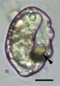 Light micrograph of a cell, translucent with purple borders, with an ocelloid visible at lower right.