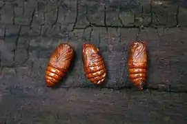 Pupae