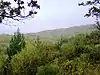 Bouldnor Forest