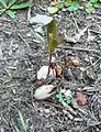 The seeds germinate easily in wet shady areas, even if they are lying on the surface.