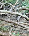 Underneath their canopy, older Brabejum trees form tangles of undulating trunks.