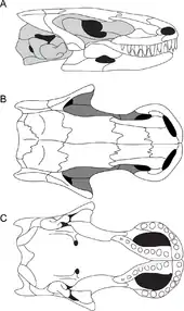 Skull of the molgophid Brachydectes