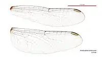 Female wings