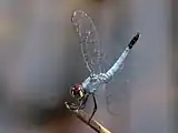 Male puts his tail in the air in an obelisk position that is not vertical