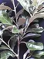 Foliage