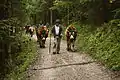 Cows being brought down from the mountains