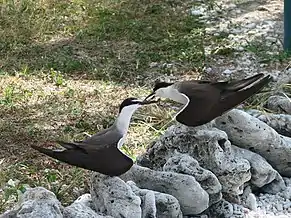 A bridled tern pair