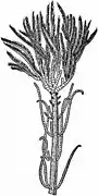 Isocrinus asteria