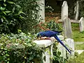 Blue visitor among Gravestones