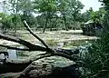 Giraffe Enclosure in Habitat of Africa - Savannah precinct