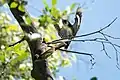 Brown-crested Flycatcher (Myiarchus tyrannulus) & Acorn Woodpecker (Melanerpes formicivorus) in Lower Huachuca Canyon