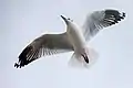 Brown-headed gull in flight - Bang Poo, Samut Prakan, Thailand
