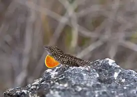 Male extending dewlap