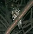 Brown boobook at Samsing in Darjeeling district of West Bengal, India.