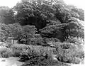 Oriental Garden circa 1940