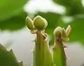 plantlets