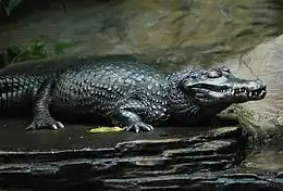 Buberel_cayman_3
