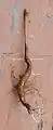 A tree taproot