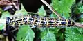 Buff-tip moth caterpillar, Phalera bucephala, 70&nbsp;mm long