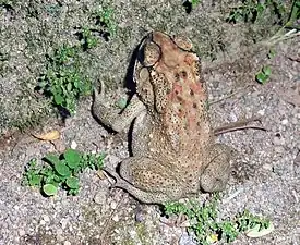 Dorsal view