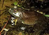 Lithobates catesbeianus, 'American bullfrog'