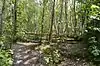 Bullock Wood
