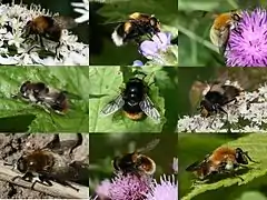 Bumblebee-mimicking Volucella bombylans