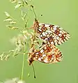 Mating