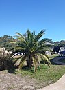 Canary Island Date palm growing in Hatteras North Carolina, about their northern limit unprotected on the east coast.