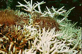 Feeding on branching Acropora coral
