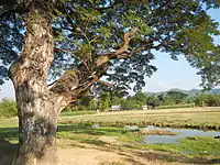 Caba rural landscape