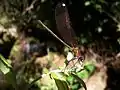 River fauna