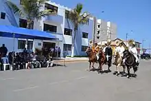 Peruvian Paso in a parade in Victor Larco District.