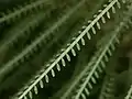 Leaflets of Parkinsonia aculeata