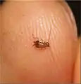 1st instar of Cariblatta lutea.  Originally parents collected from Wake County or Granville County North Carolina.