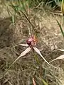 side view of flower