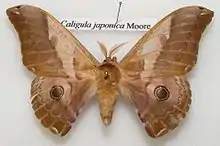 Pinned specimen of male moth having feathery antennae
