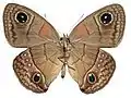 Male, underside