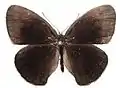 Male, upperside