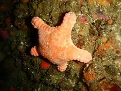 Calliaster baccatus
