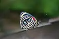 Pygas eighty-eight,(C. pygas)Iguazu Falls, Brazil
