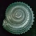 apical view